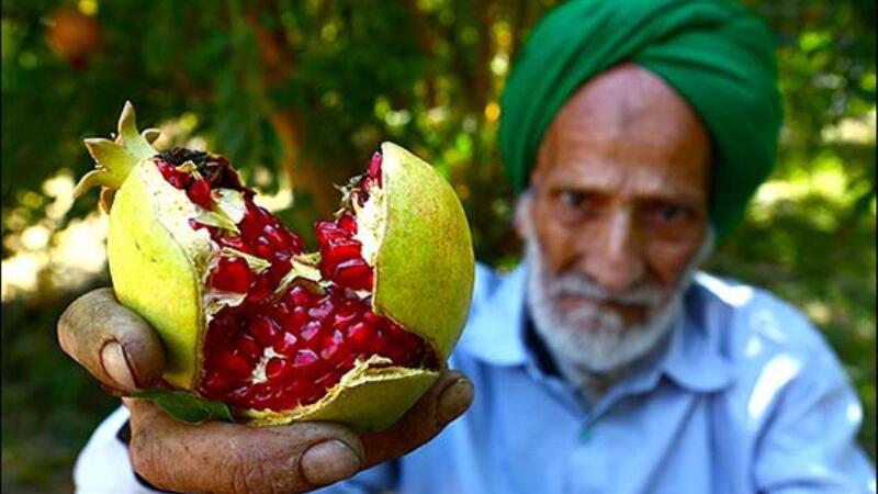 Aban aýy, Ýäzd şäherinde nar möwsümi