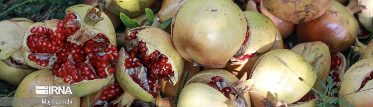 Aban aýy, Ýäzd şäherinde nar möwsümi