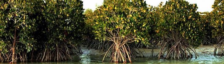 Hära biosfera goraghanasy - deňiz suwunda ösýän agaçlaryň ýaşaýan ýeri